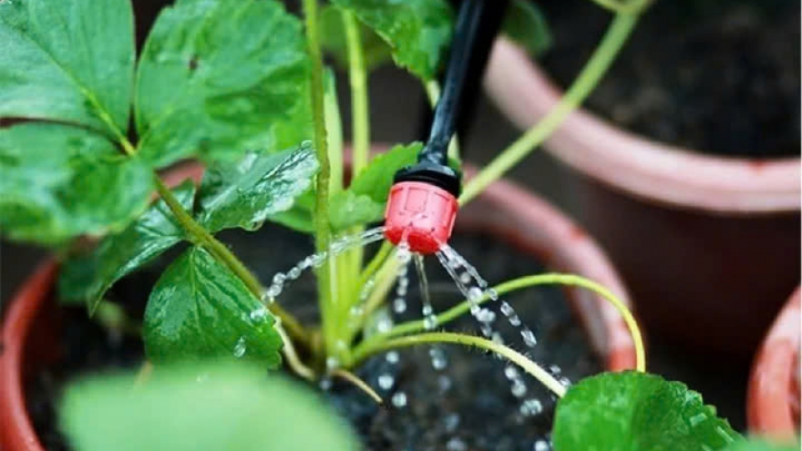 Tuyệt chiêu giúp cây cảnh tự tưới nước khi bạn vắng nhà